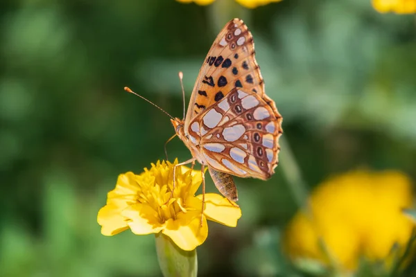 Egy Pillangó Egy Spanyol Királynő Fritillary Lat Issoria Lathonia Egy — Stock Fotó