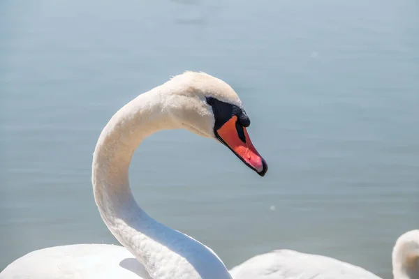 Portret Van Een Sierlijke Witte Zwaan Met Lange Nek Blauwe — Stockfoto