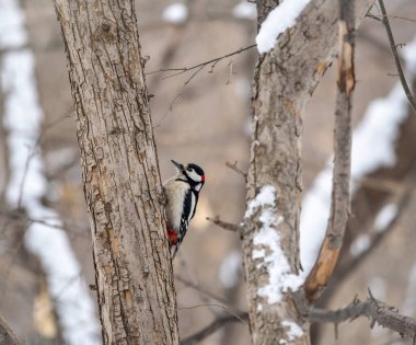Küçük ağaçkakan ağaç gövdesine oturur. Ağaçkakan kışın, büyük benekli ağaçkakan Dendrocopos ana ağaçkakanı karla büyük bir ağaçtan yiyecek alır.