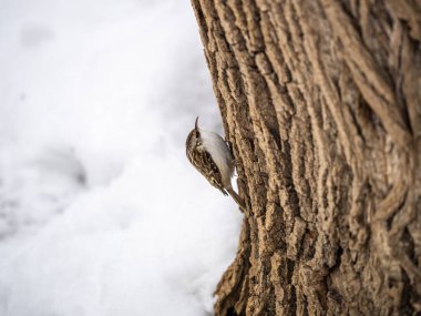 Ağaçta sürünen Avrasyalı küçük bir kuş. Şirin, ilginç orman kuşu Ağaç Bekçisi. Doğa geçmişi. Avrasya Ağaç Bekçisi ya da sıradan Ağaç Bekçisi. Erthia familiaris