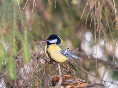 Cute bird Great tit, songbird sitting on the fir branch with snow in winter. Parus major