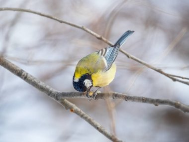 Cute bird Great tit, songbird sitting on a branch without leaves in the autumn or winter. Parus major