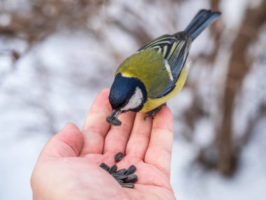 A tit sits on a man's hand and eats seeds. Taking care of birds in winter.
