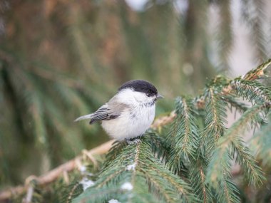 Cute bird the willow tit, song bird sitting on the fir branch with snow in winter. Willow tit perching on tree in winter. The willow tit, lat. Poecile montanus.