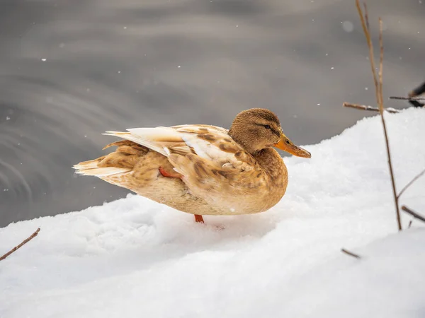 Gelb Gefärbte Stockente Weiblich Ente Auf Dem Weißen Schnee Hintergrund — Stockfoto