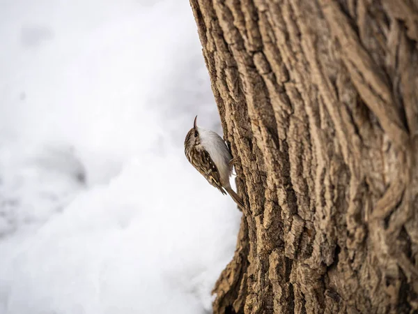 Ağaçta sürünen Avrasyalı küçük bir kuş. Şirin, ilginç orman kuşu Ağaç Bekçisi. Doğa geçmişi. Avrasya Ağaç Bekçisi ya da sıradan Ağaç Bekçisi. Erthia familiaris