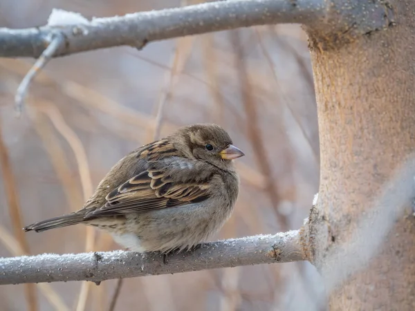 Sparrow Senta Ramo Sem Folhas Pardal Ramo Outono Inverno — Fotografia de Stock