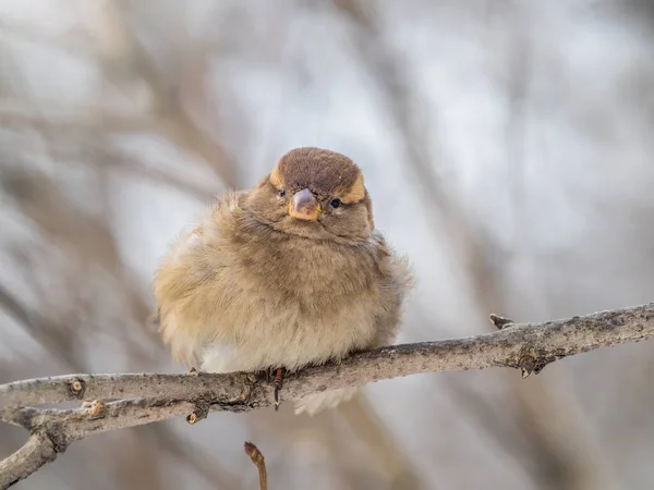 Sparrow Est Assis Sur Une Branche Sans Feuilles Bruant Sur — Photo