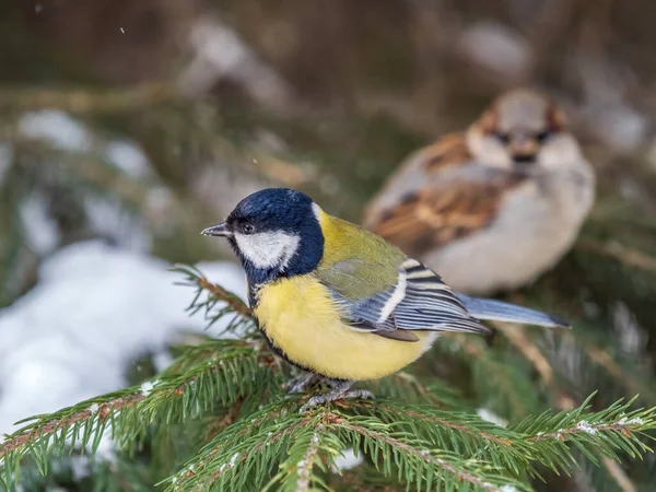 Cute Bird Great Tit Songbird Sitting Fir Branch Snow Winter — стоковое фото