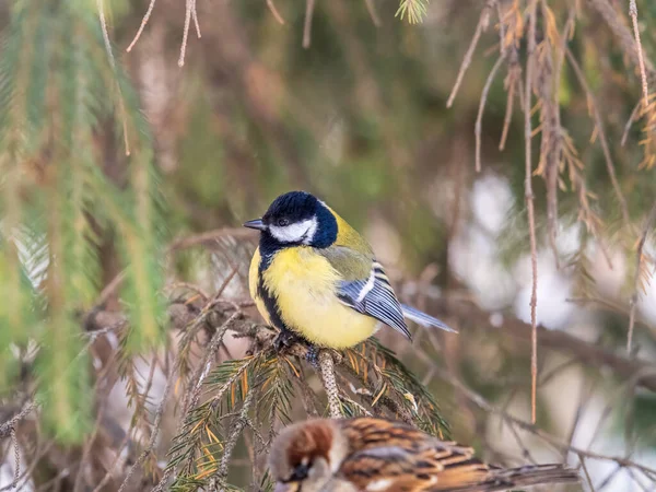 Cute bird Great tit, songbird sitting on the fir branch with snow in winter. Parus major