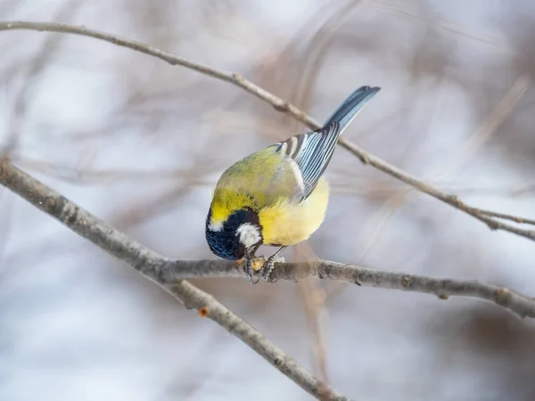 Cute Bird Great Tit Songbird Sitting Branch Leaves Autumn Winter — Stockfoto
