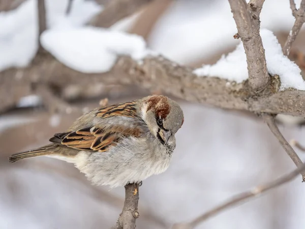 Sparrow Sits Branch Leaves Sparrow Branch Autumn Winter — Stock Photo, Image