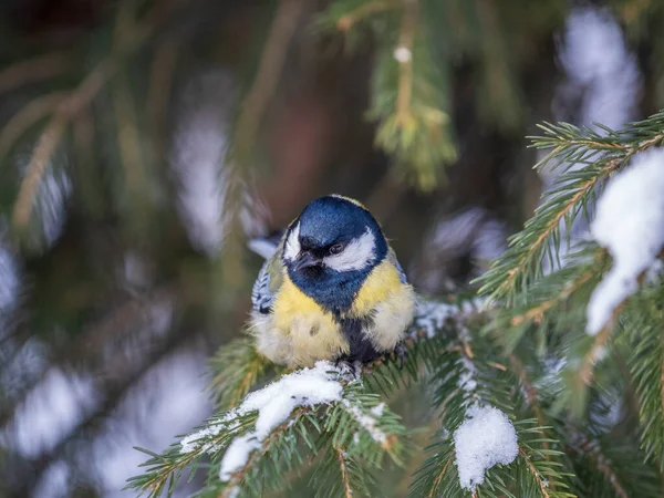 Cute Bird Great Tit Songbird Sitting Fir Branch Snow Winter — Stock fotografie