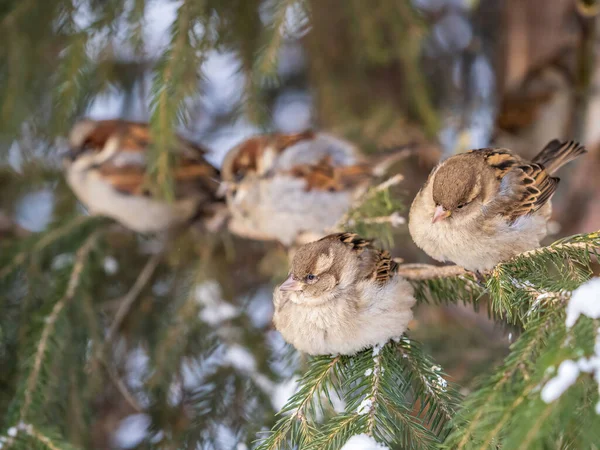 Patru Sparrows Stă Ramură Brad Sparrows Ramură Toamnă Sau Iarnă — Fotografie, imagine de stoc