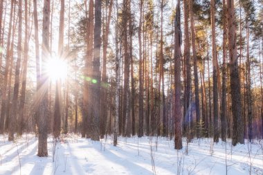 Güzel kış manzarası. Kış ormanları. Güneş ışınları kış ormanlarındaki ağaçların arasından geçer. Güneşli bir günde, kış ormanında çam ve huş ağacı.
