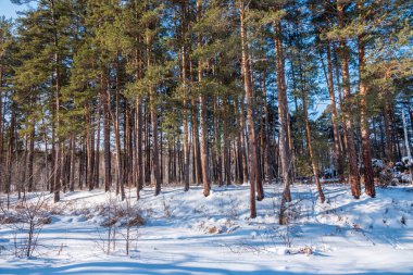 Çam ve parlak güneşli bir kış ormandaki huş