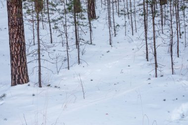 Genç çamlar kış ormanında karlı. Kış Ormanı arka planı