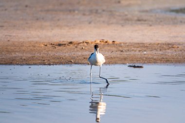 Fareli köyün avocet 'i, Recurvirostra avosetta, uzun, ters dönmüş gagalı ve uzun, mavimsi bacaklı büyük siyah ve beyaz bir balıkçıdır.