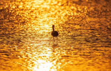 Su kuşu avocet, Recurvirostra avosetta, turuncu gün batımı ışığında suyun içinde duruyordu. Fareli köyün avocet 'i, uzun, ters dönmüş gagalı ve uzun, mavimsi bacaklı büyük siyah beyaz bir yağmurluktur.