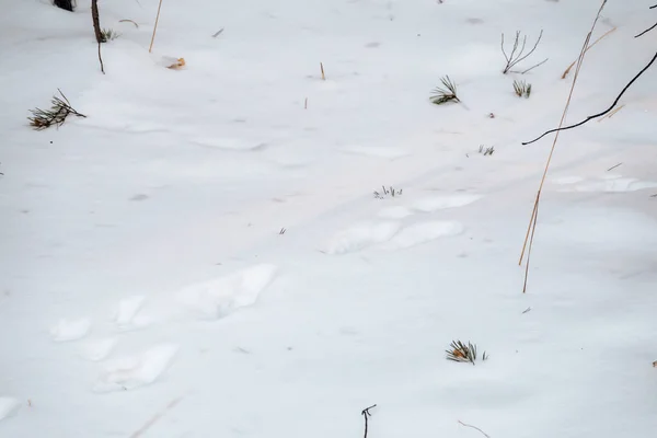 森の中の白い雪の上で彼を追いかけるウサギとキツネの痕跡 雪の中の動物の痕跡 ウサギ オオカミ キツネ 猫は森の中で足跡を描きます 野生動物の狩猟 射撃の概念 — ストック写真