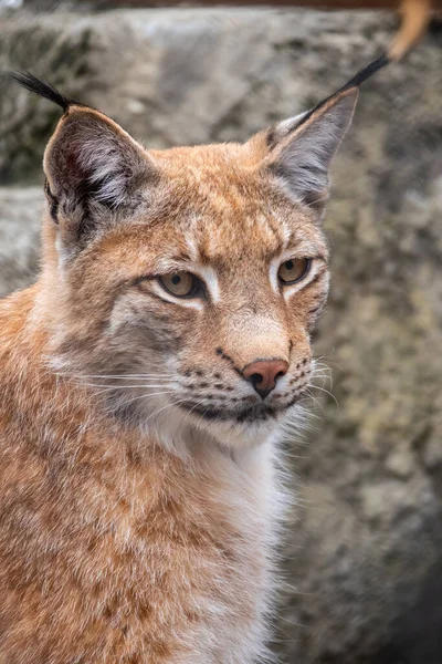 ユーラシア リンクスのクローズアップの肖像 ユーラシア リンクスだ リンクス リンクス Lynx Lynx ヨーロッパから中央アジア シベリアで発生する中規模の野生の猫 — ストック写真