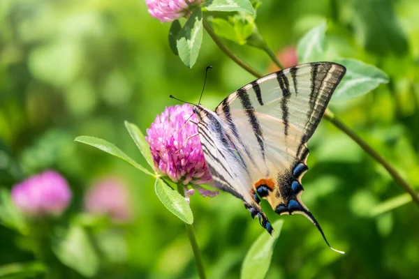 Borboleta Bonita Scarce Swallowtail Vela Swallowtail Pear Árvore Swallowtail Podalirius — Fotografia de Stock