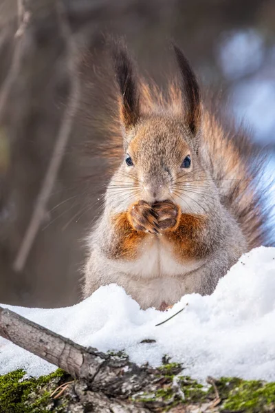 Eichhörnchen Sitzt Winter Auf Einem Baumstamm Mit Schnee Rotes Eichhörnchen — Stockfoto