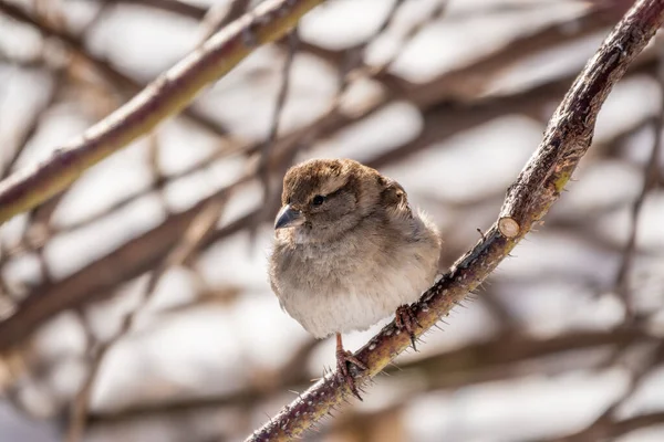 Sparrow Yaprakları Olmayan Bir Dalda Oturuyor Sonbaharda Kışın Bir Dalda — Stok fotoğraf