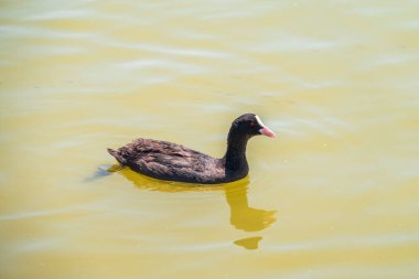 Avrasya su kuşu, Fulica atra, sığ suda yüzüyor. Avrasya yaban ördeği ya da Avustralya yaban ördeği olarak da bilinir, Rallidae familyasının bir üyesidir.