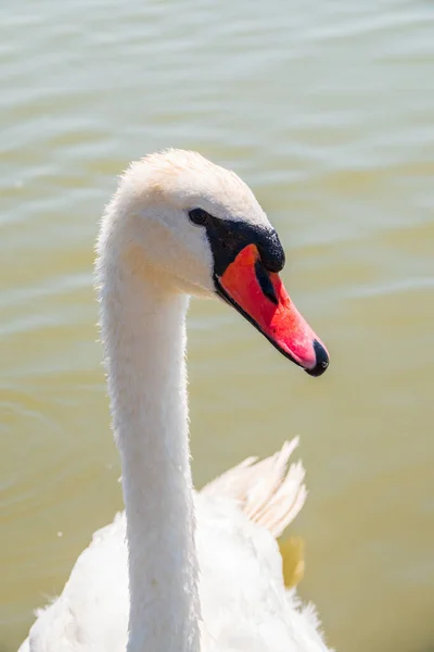 Retrato Cisne Branco Gracioso Com Pescoço Longo Fundo Água Azul — Fotografia de Stock