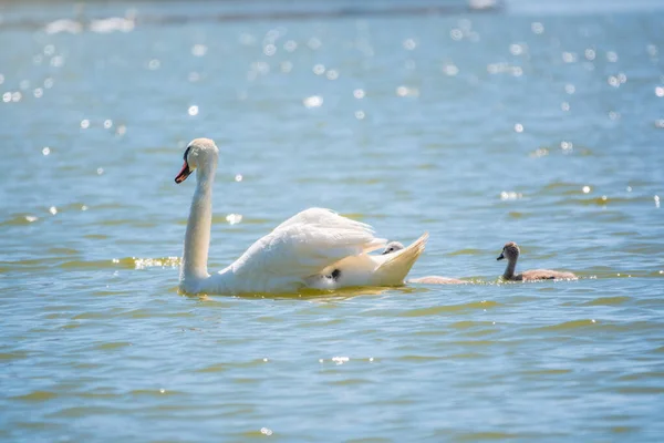 Самка Немого Лебедя Цветущая Лебедь Плавает Озере Своими Новорожденными Кигнетами — стоковое фото