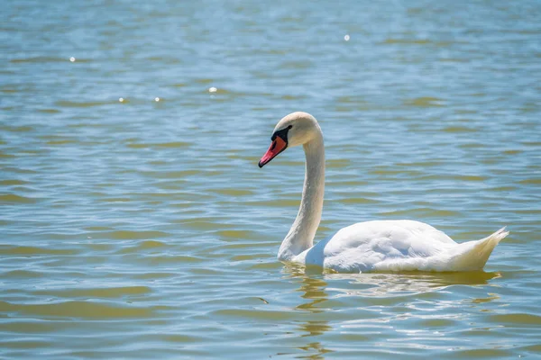 Cygne Blanc Gracieux Nageant Dans Lac Cygnes Dans Nature Portrait — Photo