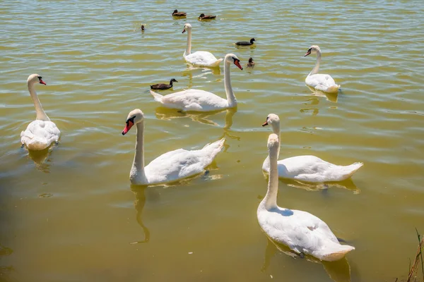 Grande Bando Cisnes Brancos Graciosos Nada Lago Cisnes Natureza Cisne — Fotografia de Stock