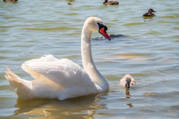 Cygne Muet Femelle Cygnus Olor Nage Sur Lac Avec Ses — Photo