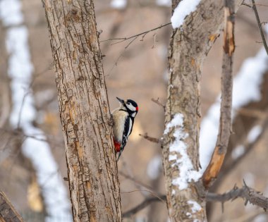 Küçük ağaçkakan ağaç gövdesine oturur. Ağaçkakan kışın, büyük benekli ağaçkakan Dendrocopos ana ağaçkakanı karla büyük bir ağaçtan yiyecek alır.