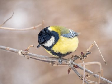 Cute bird Great tit, songbird sitting on a branch without leaves in the autumn or winter. Parus major