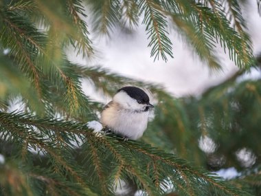 Cute bird The willow tit, song bird sitting on the fir branch. Willow tit perching on tree in winter. The willow tit, lat. Poecile montanus.