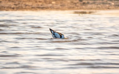 Su kuşu avocet, Recurvirostra avosetta, gölde besleniyor. Fareli köyün avocet 'i, uzun, ters dönmüş gagalı ve uzun, mavimsi bacaklı büyük siyah beyaz bir yağmurluktur.