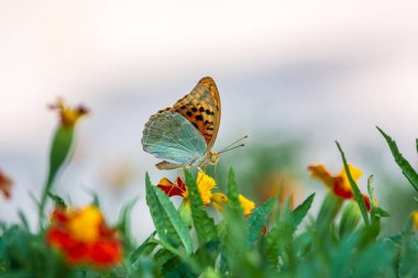 Koyu yeşil sürmeli kelebek çiçeğin nektarını toplar. Speyeria aglaja, Nymphalidae familyasından bir kelebek türü..