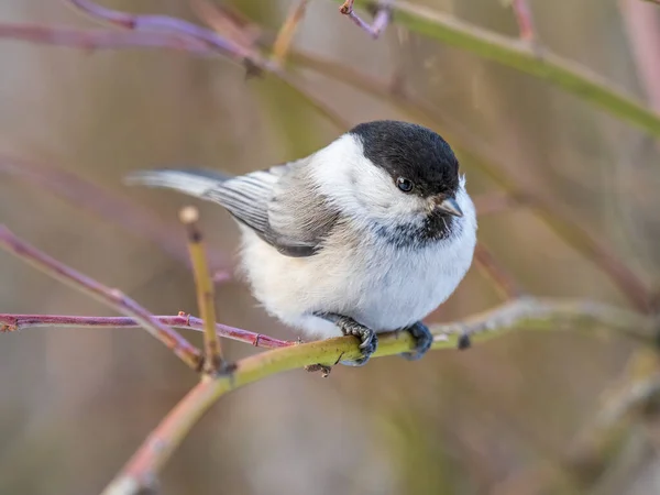 Cute Bird Willow Tit Song Bird Sitting Branch Leaves Winter — Foto de Stock