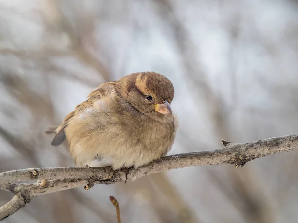 雀は葉のない枝に座っている 秋または冬に枝に雀 — ストック写真