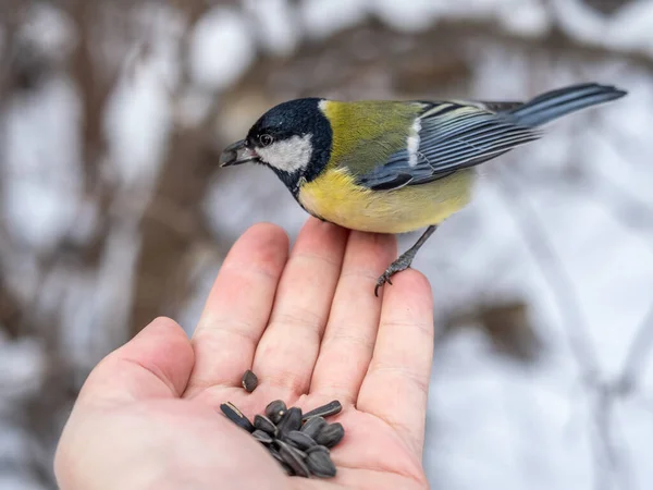 Tit Sits Man Hand Eats Seeds Taking Care Birds Winter — ストック写真