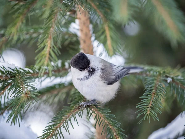 Cute Bird Willow Tit Song Bird Sitting Fir Branch Snow — Stock Fotó