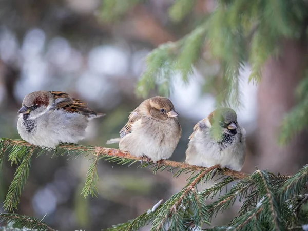 Three Sparrows Sits Fir Branch Sparrows Branch Autumn Winter — 图库照片