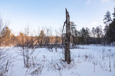 Kış orman içinde eski kuru ağaç. Huş kış ormandaki yaşlı Kuru