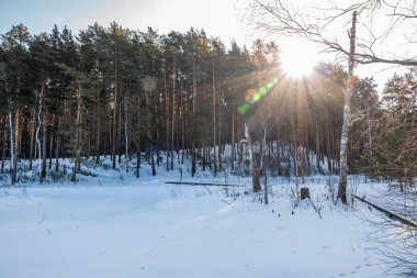 Güzel kış manzarası. Kış ormanları. Güneş ışınları kış ormanlarındaki ağaçların arasından geçer. Güneşli bir günde, kış ormanında çam ve huş ağacı.