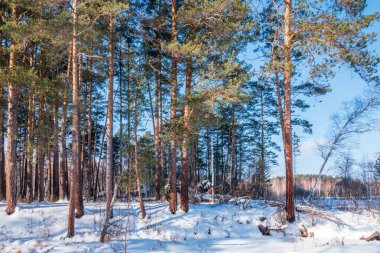 Çam ve parlak güneşli bir kış ormandaki huş