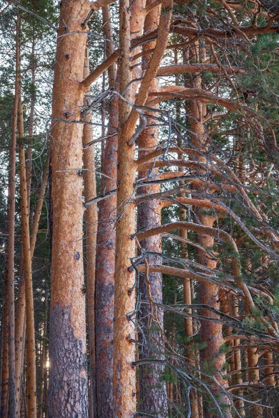 Sosnowe Kufry Zimowym Lesie Słoneczny Dzień Tekstura Sosnowych Pni Lesie — Zdjęcie stockowe