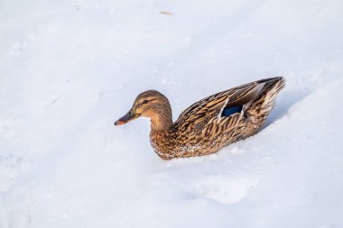 Dişi ördek beyaz karda oturur. Mallard, Lat. Anas platyrhynchos.