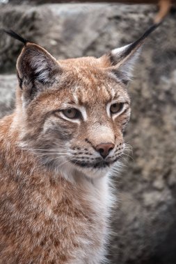 Avrasya vaşağının portresi. Avrasyalı vaşak, lat. Luchs vaşak, Avrupa 'dan Orta Asya ve Sibirya' ya kadar uzanan orta büyüklükte bir vahşi kedidir..